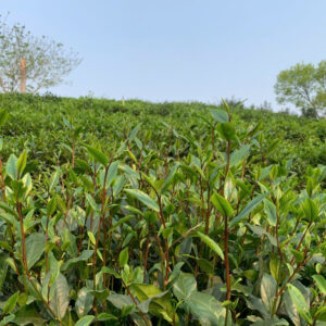 Trà Trung Du