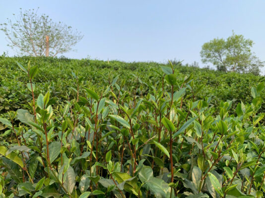 Trà Trung Du