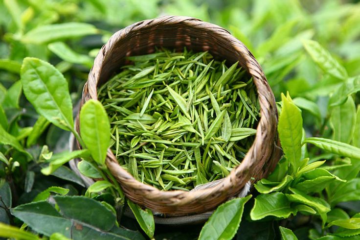Chè Cành